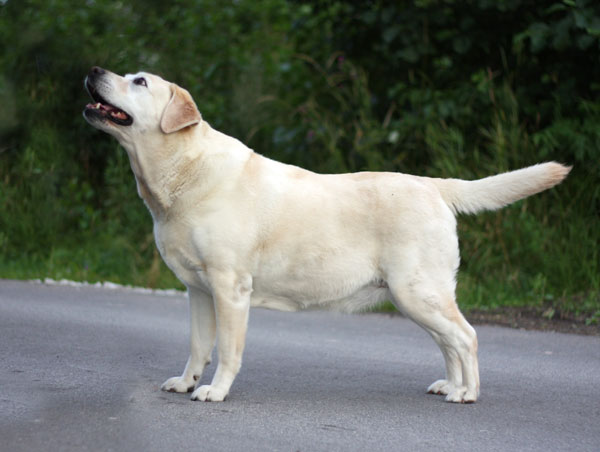 Dolly at the age of 10 years