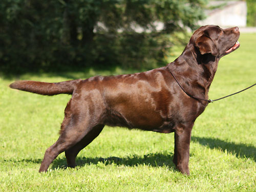 My Brand Immaterial Girl