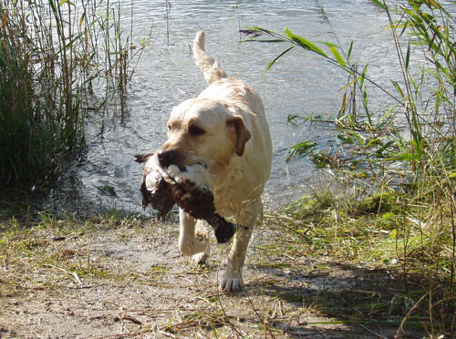 After the hunting test