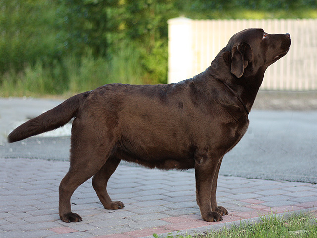 mallorns-terracotta-6y