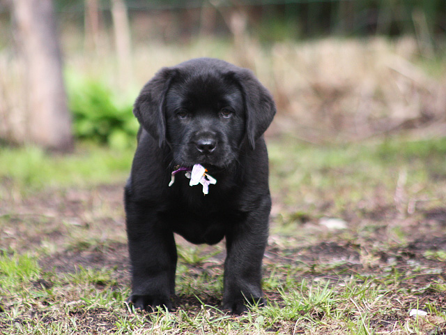 My Brand Chanel No Five