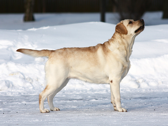 My Brand Edelweiss 3 years old