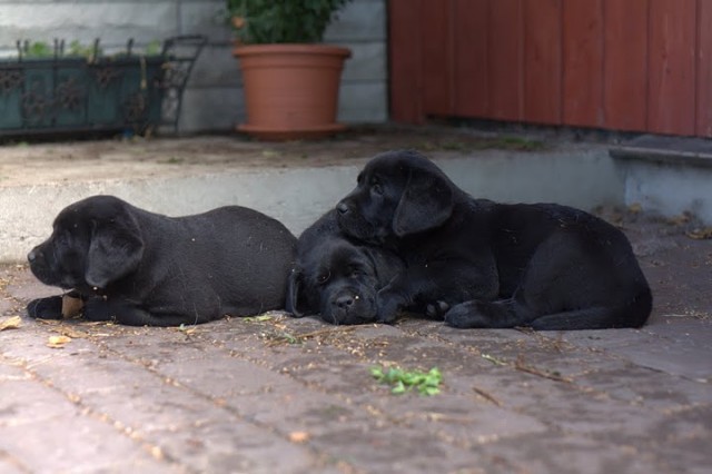 Vinnie's & Fiona's puppies