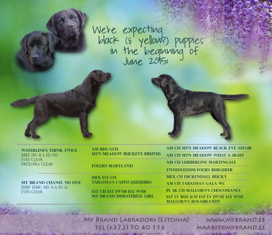 litter-announcement-1