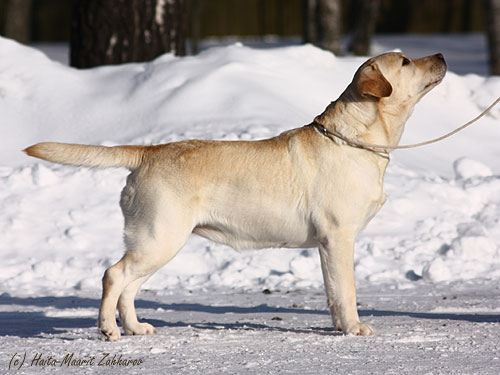 Rocheby Liberty Belle at the age of 5 years