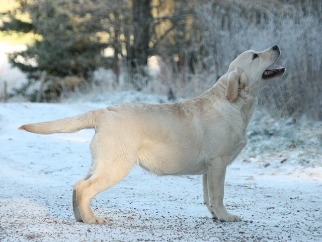 Tweedledum Baila Baila