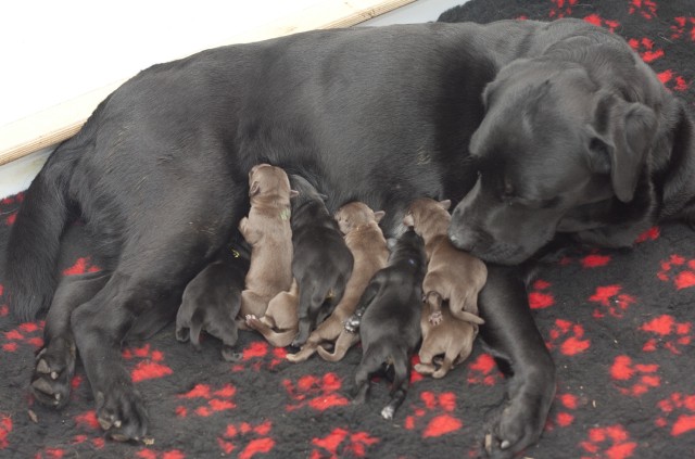 Litter born 24.11.2012