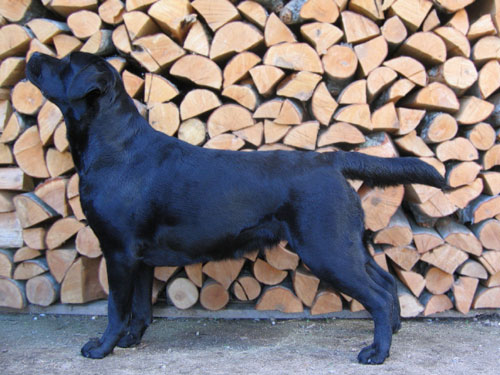 Mallorn's Rosabrandy 2 years