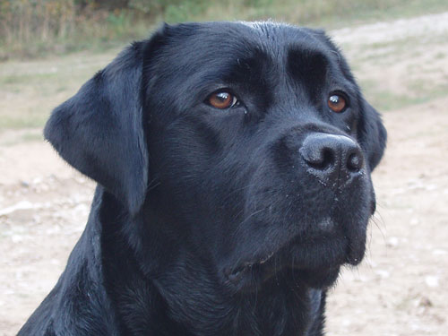 Mallorn's Rosabrandy at the age of 2 years