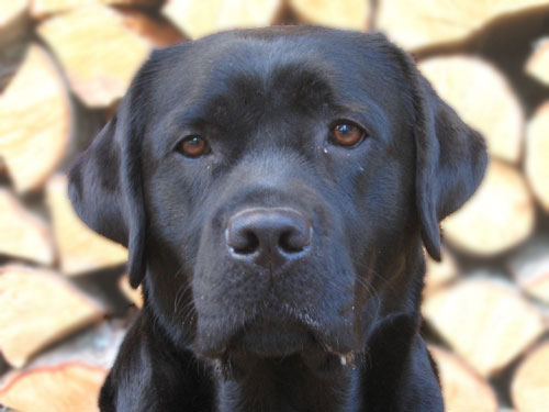 Mallorn's Rosa Brandy at the age of 2 years