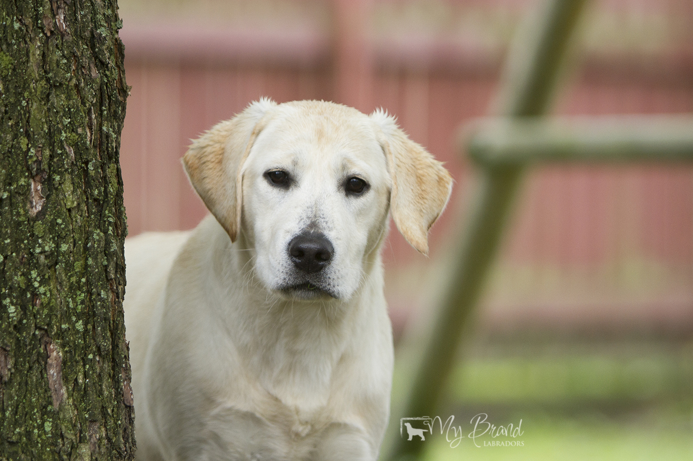 Bridgestella Charm Girl Power