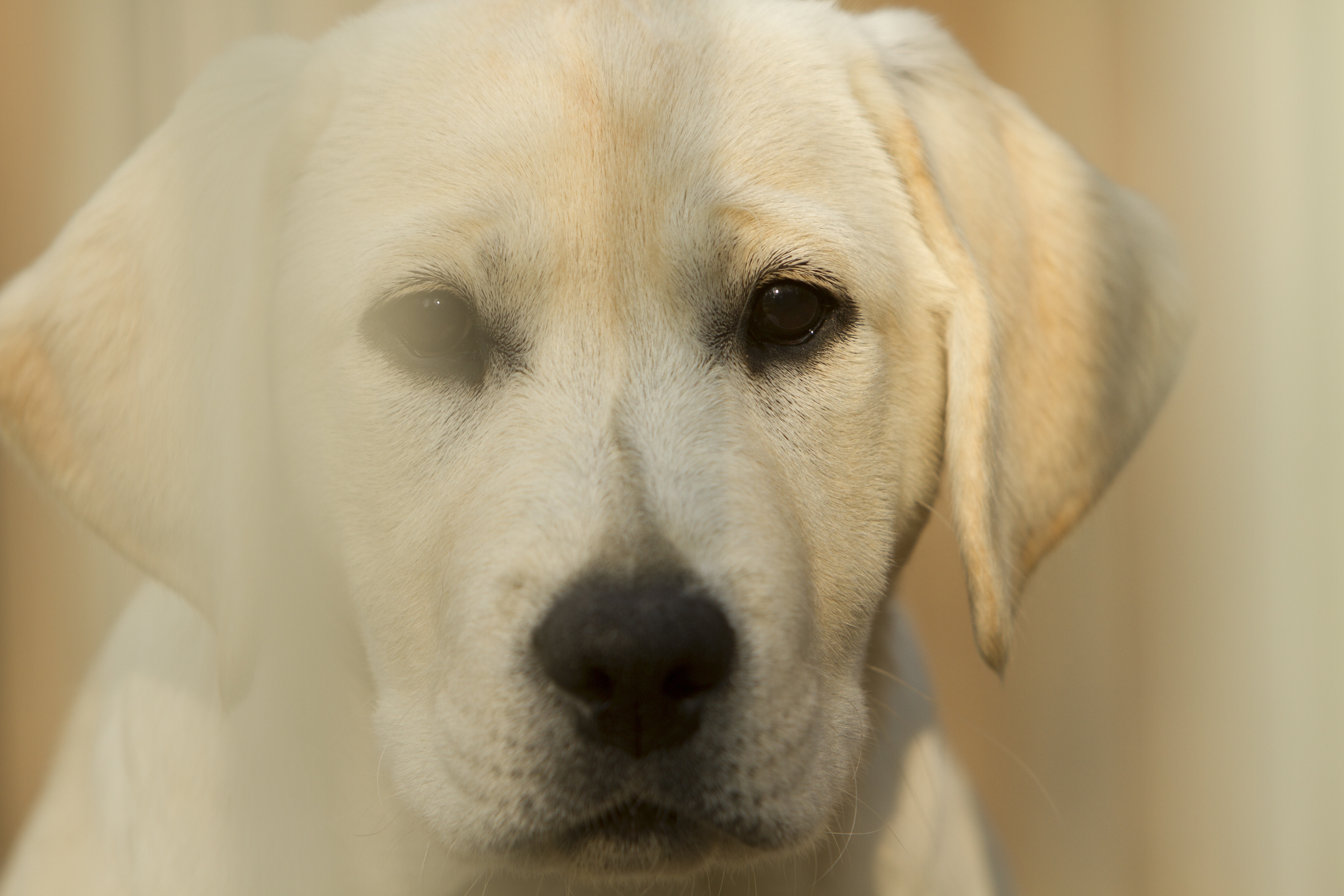 Bridgestella Charm Girl Power