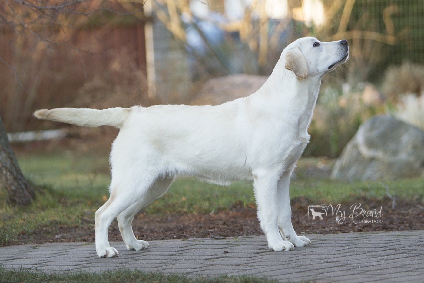 Bridgestella Charm Girl Power (8 months old)