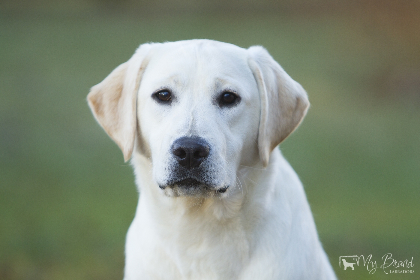 Bridgestella Charm Girl Power (8 months old)