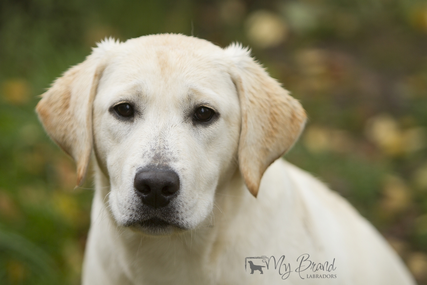 Bridgestella Charm Girl Power