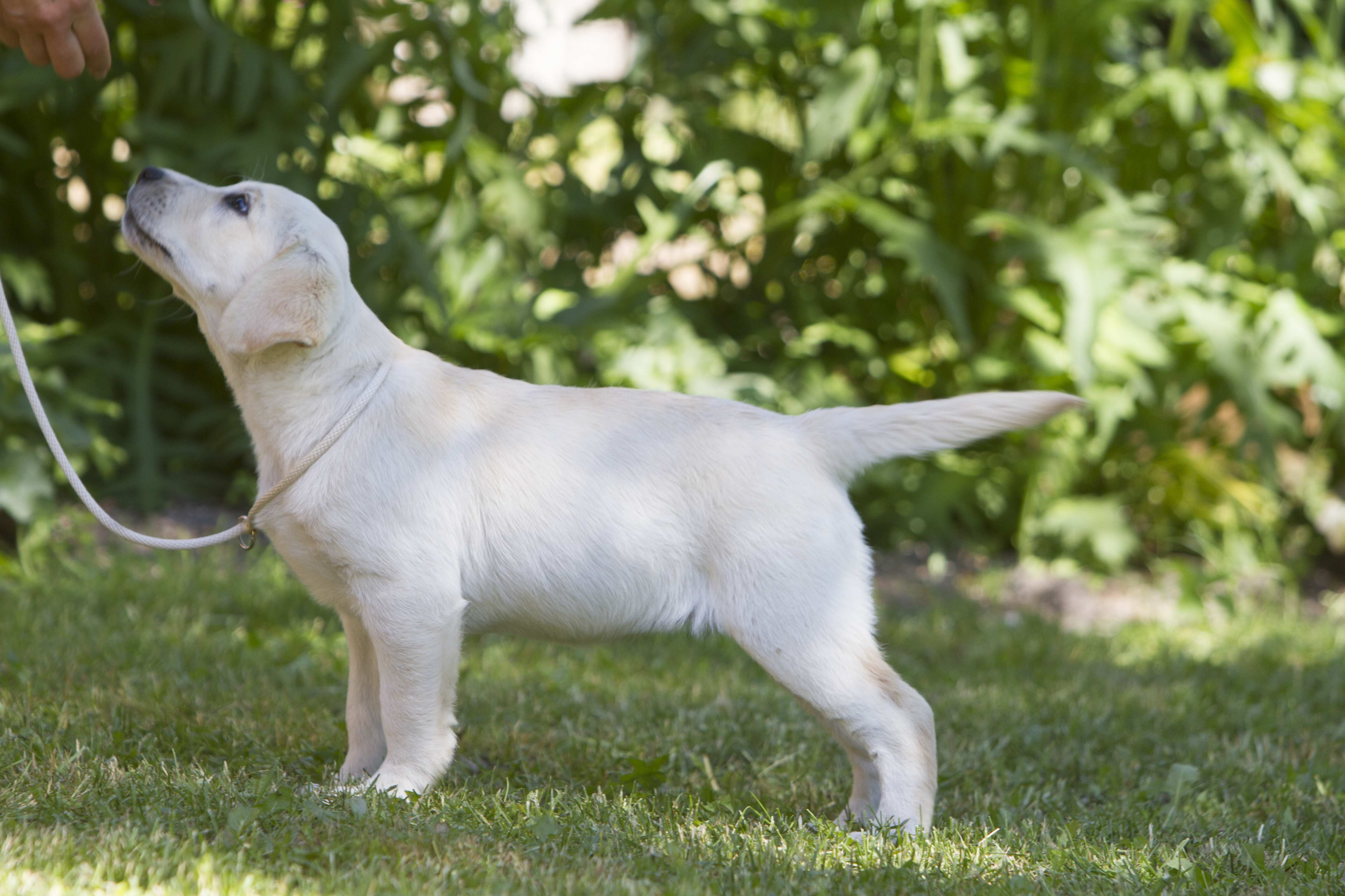Bridgestella Charm Girl Power at the age of 3 months