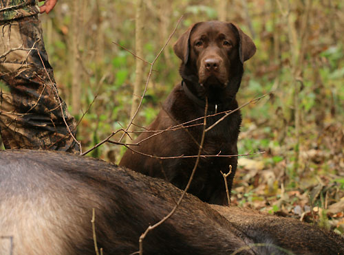 My Brand Bedtime Story - 11 months old and with her first deer