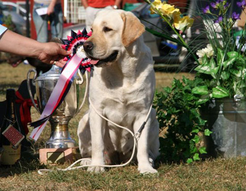 CLUB SHOW WINNER in Finland 2006