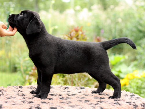 My Brand Miss Sunshine