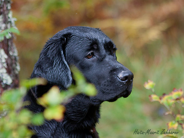 My Brand Miss Sunshine