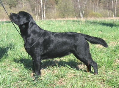 Brandy_1year