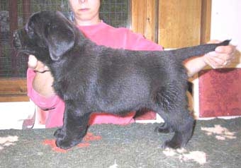 Brandy_6weeks