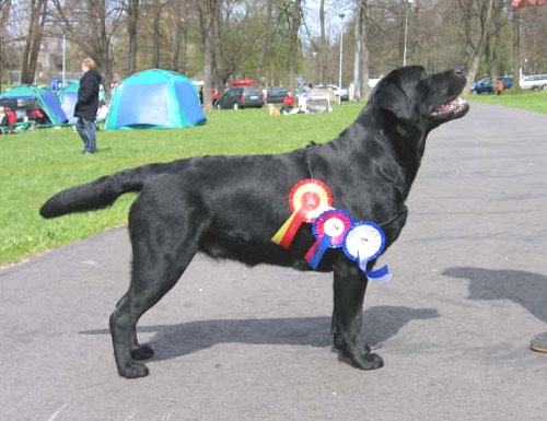 Brandy_EST_winner05