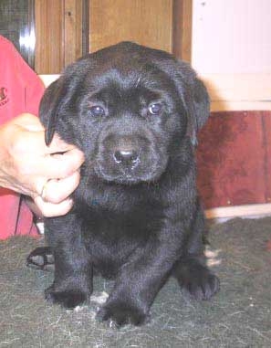 Brandy_head_6weeks