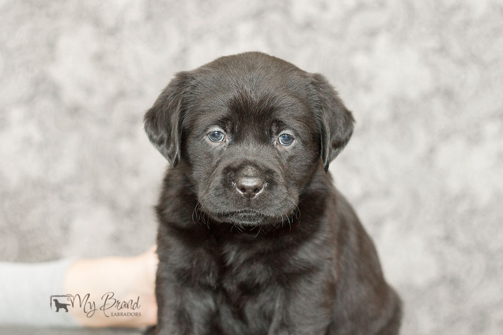 MB-Indian-Magic-5w-_10