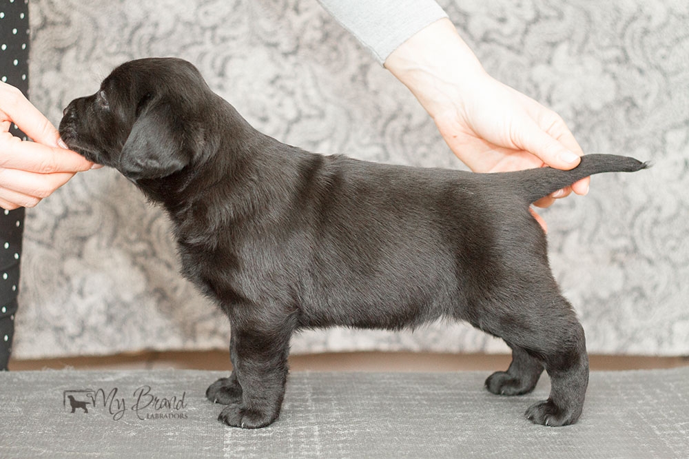 MB-Indian-Magic-5w-_7