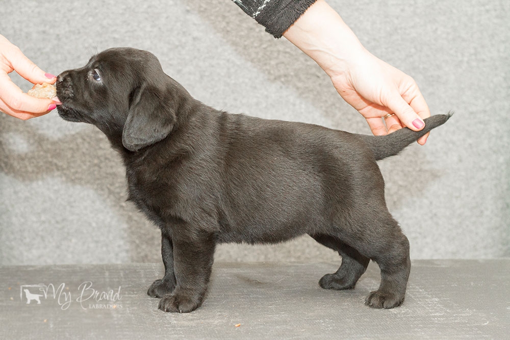 My Brand Indian Magic (6 weeks)