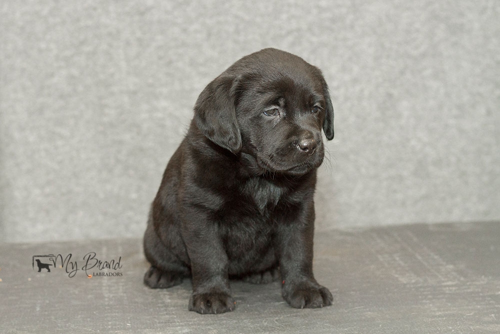 My Brand Indian Magic (6 weeks)