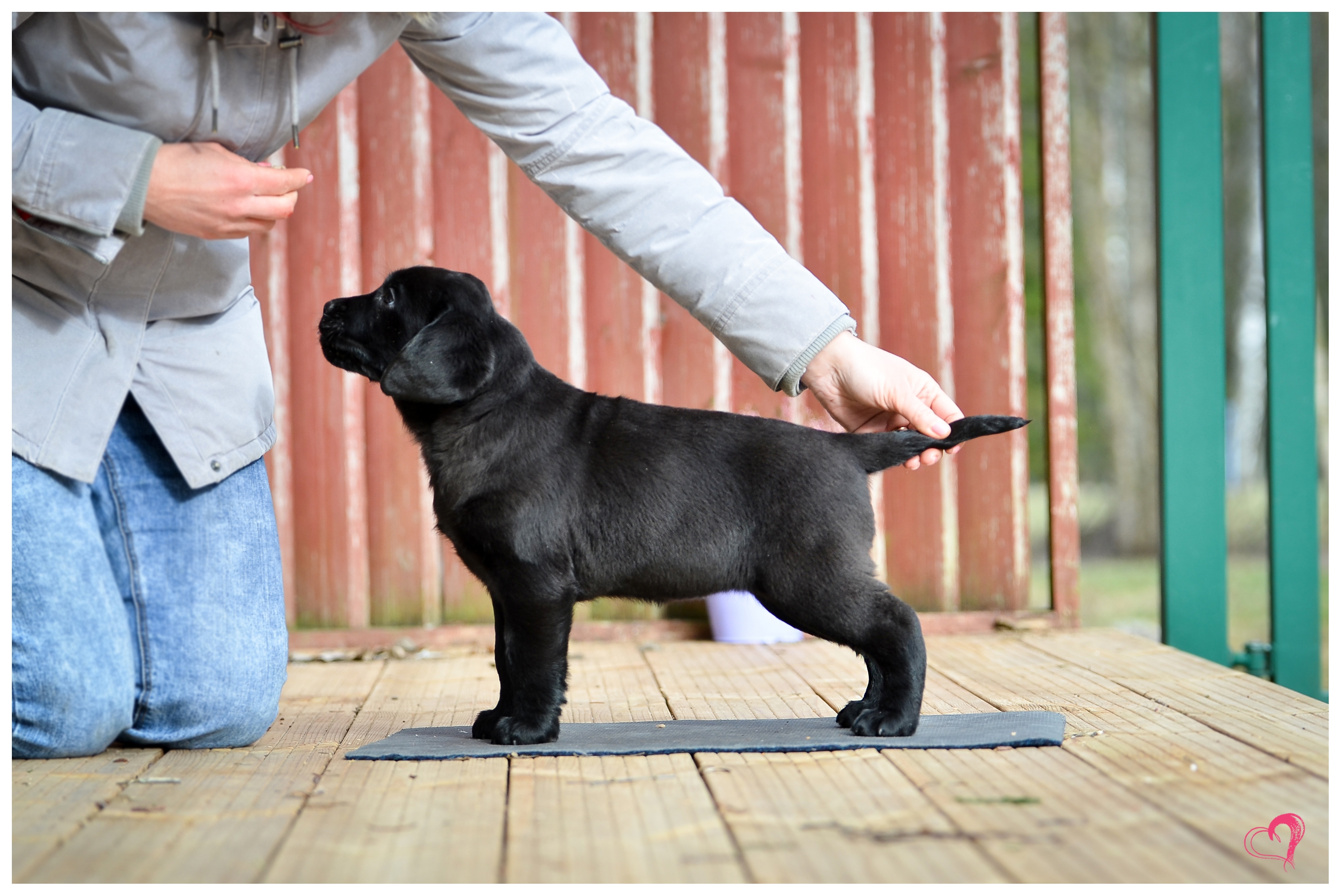 MB Indian Magic 8w head