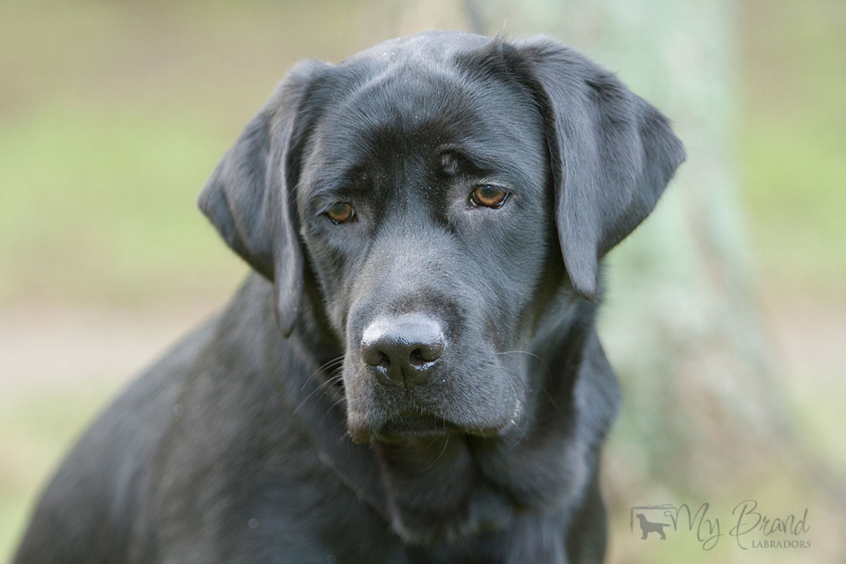 My Brand Indian Magic