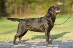 My Brand Indian Magic