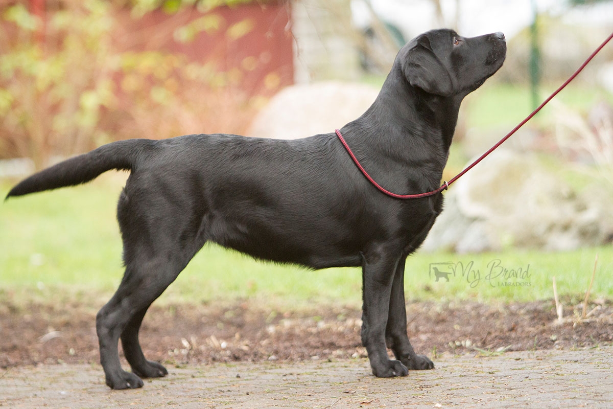 My Brand Indian Magic