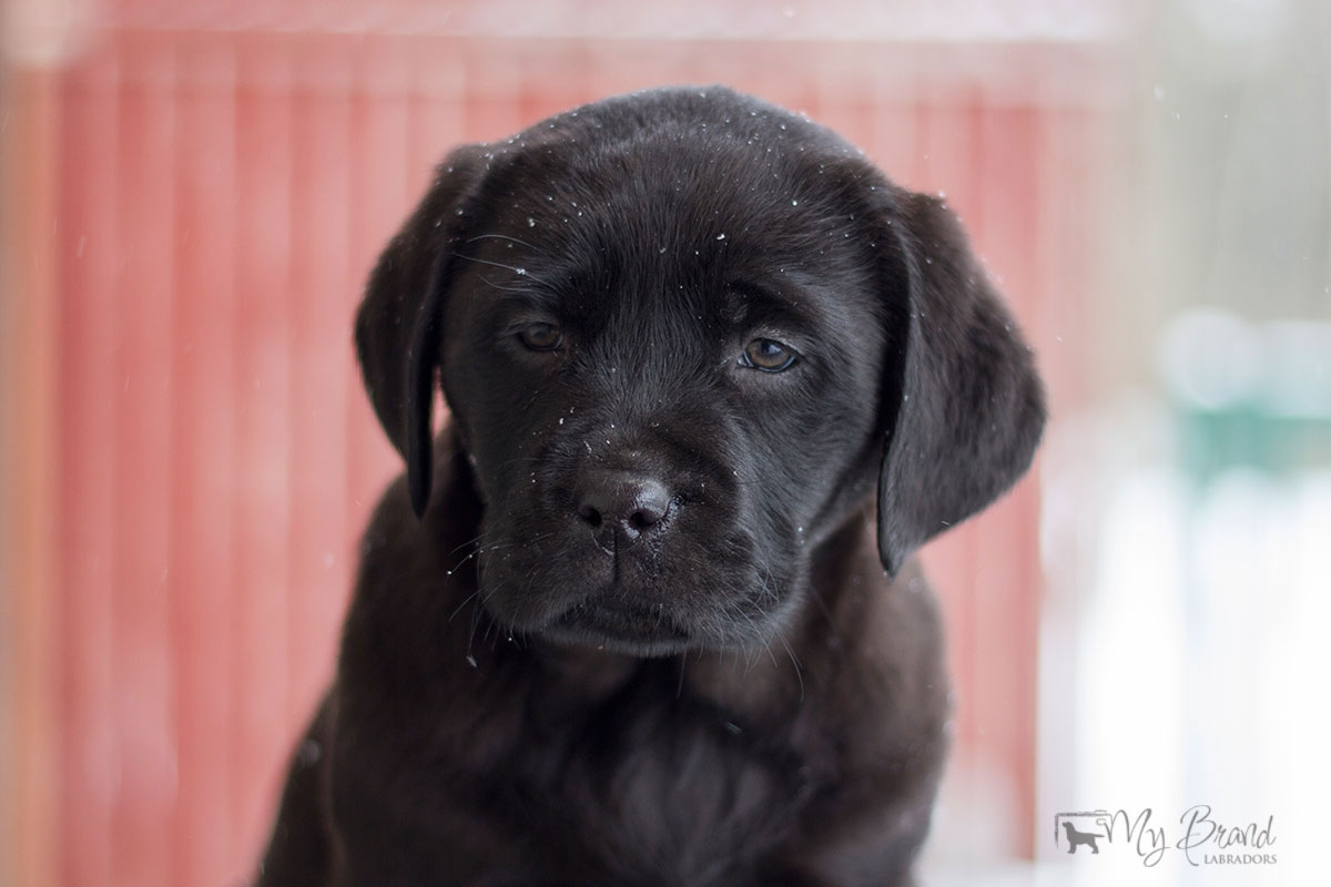 My Brand Indian Magic (8 weeks)