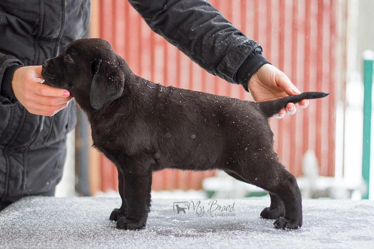 My Brand Indian Magic (8 weeks)
