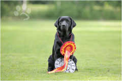 Best In Show at the Finnish Labrador Specialty 2018 judged by Manuel Queijeiro, Mexico
