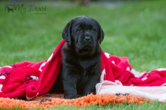 Lilli 12 weeks old