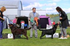 Best In Show at the Finnish Labrador Specialty 2018 judged by Manuel Queijeiro, Mexico