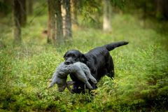 My Brand Last Minute Delivery at the breed trials. Photo Mari-Liis Rihkrand