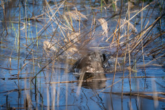 At the non-official WT april 2022. Photo by Aleksandr Kozulin, thank you!