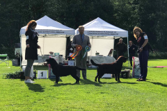 Best In Show at the Finnish Labrador Specialty 2018 judged by Manuel Queijeiro, Mexico