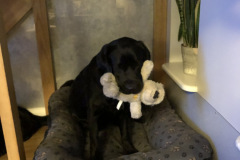 Lilli and her teddy 