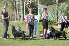 Puppy & Veteran Show 2017, BEST IN SHOW -2