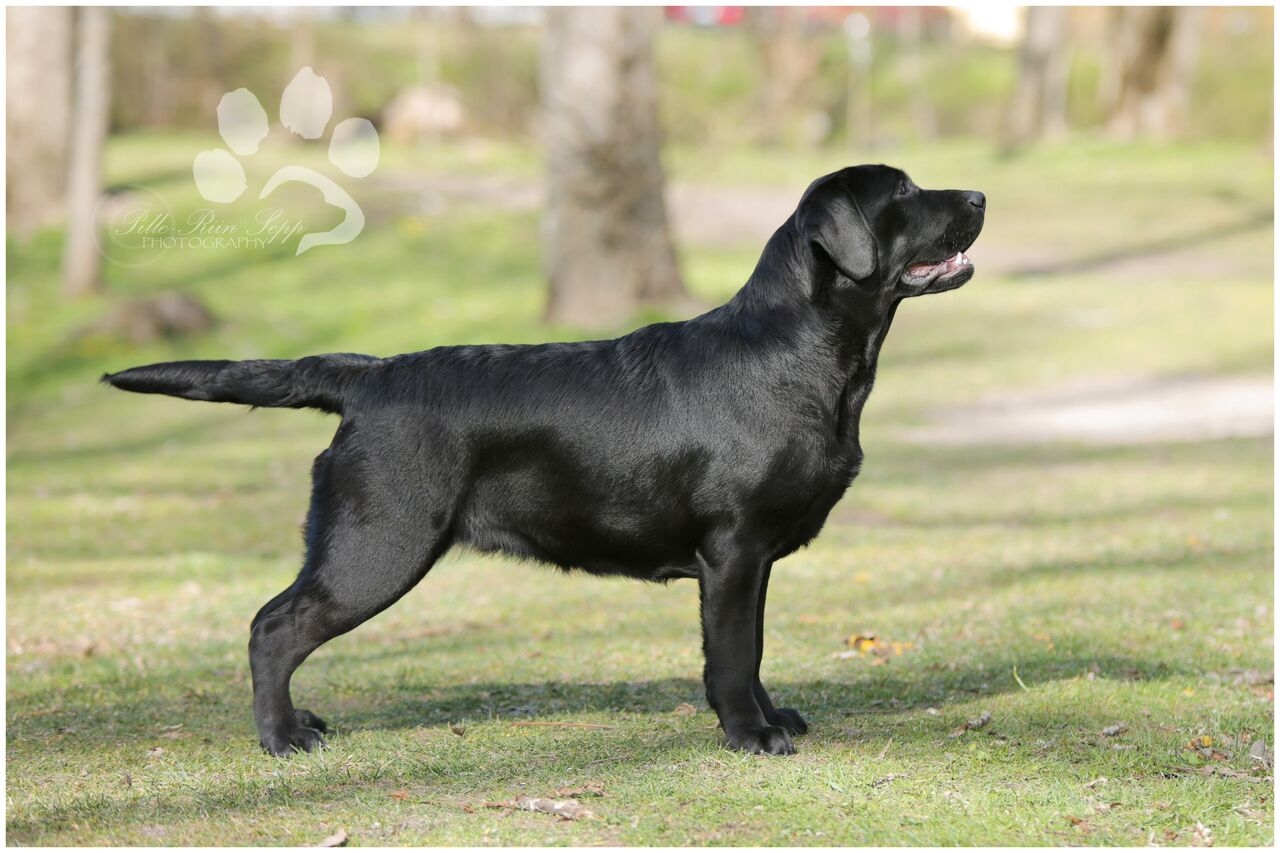 Lilli 11 months old, BOB-Junior at the Labrador Retrivere Club Puppy Springshow (May 2017). Photo by talented Pille-Riin Sepp.