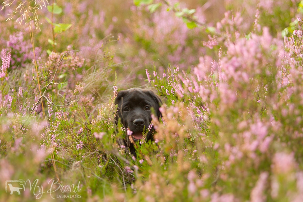 My Brand Last Minute Delivery 10 weeks old