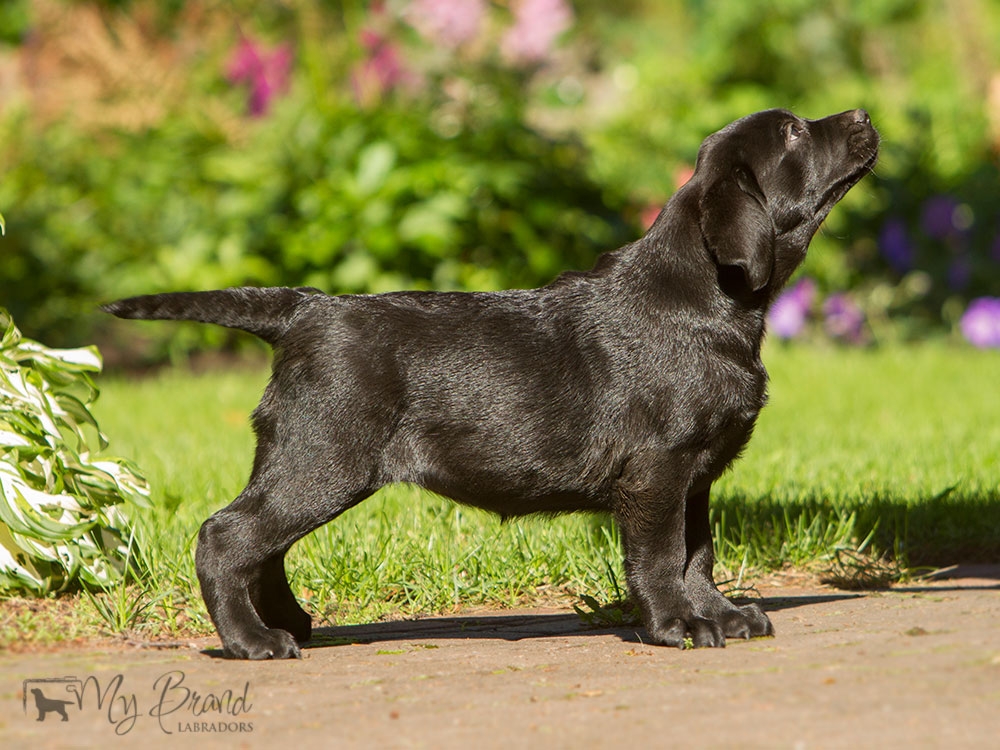 My Brand Last Minute Delivery 10 weeks old