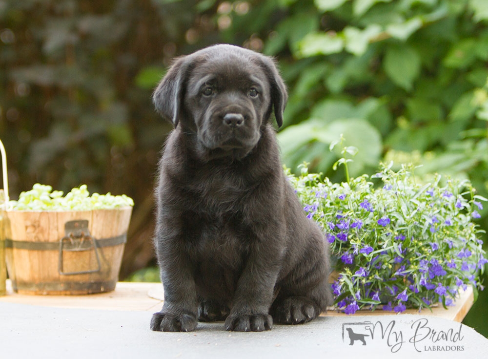 My Brand Last Minute Delivery 5 weeks old